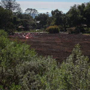 Reflective Bird Repellent Tape, Meadow Revival Project