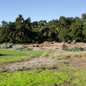 New oaks arrive at SBBG, Meadow Oaks 