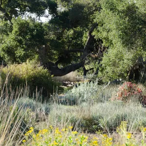 New oaks (Coastal Live Oak) arrive at SBBG, Meadow Oaks 