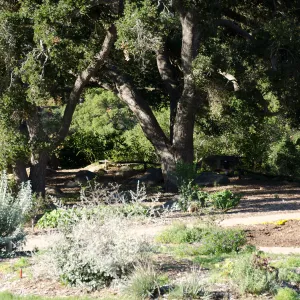 New oaks (Coastal Live Oak) arrive at SBBG, Meadow Oaks 