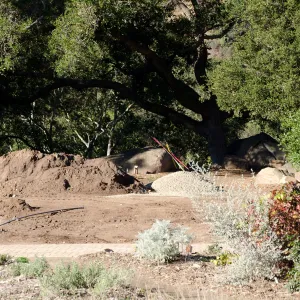 New oaks (Coastal Live Oak) arrive at SBBG, Meadow Oaks 
