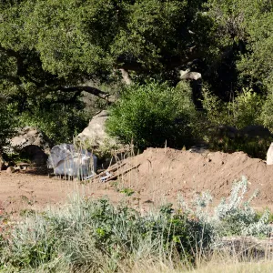 New oaks (Coastal Live Oak) arrive at SBBG, Meadow Oaks 