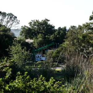 New oaks (Coastal Live Oak) arrive at SBBG, Meadow Oaks 
