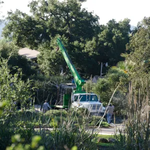 New oaks (Coastal Live Oak) arrive at SBBG, Meadow Oaks 