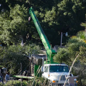 New oaks (Coastal Live Oak) arrive at SBBG, Meadow Oaks 