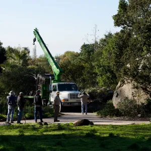 New oaks (Coastal Live Oak) arrive at SBBG, Meadow Oaks 