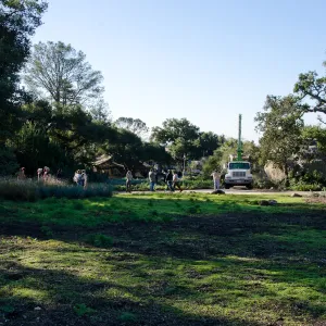 New oaks (Coastal Live Oak) arrive at SBBG, Meadow Oaks 