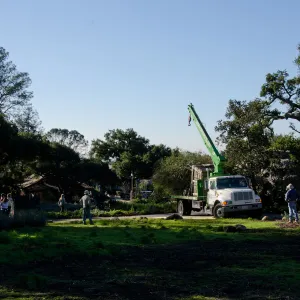 New oaks (Coastal Live Oak) arrive at SBBG, Meadow Oaks 