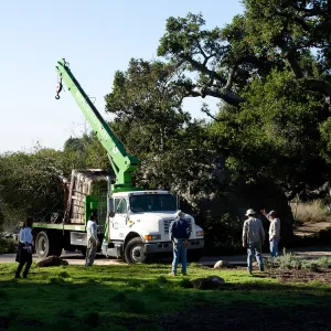 New oaks (Coastal Live Oak) arrive at SBBG, Meadow Oaks 