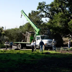 New oaks (Coastal Live Oak) arrive at SBBG, Meadow Oaks 