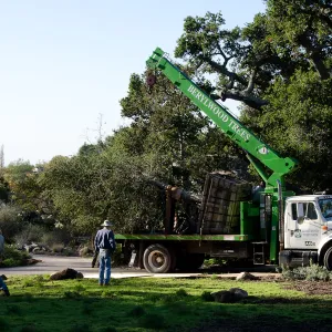 New oaks (Coastal Live Oak) arrive at SBBG, Meadow Oaks 
