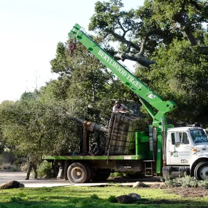 New oaks (Coastal Live Oak) arrive at SBBG, Meadow Oaks 