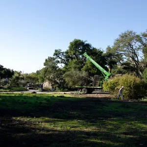 New oaks (Coastal Live Oak) arrive at SBBG, Meadow Oaks 