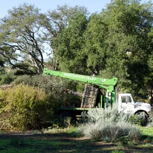 New oaks (Coastal Live Oak) arrive at SBBG, Meadow Oaks 