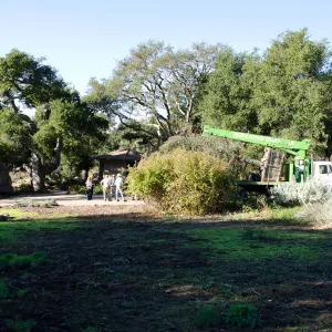 New oaks (Coastal Live Oak) arrive at SBBG, Meadow Oaks 