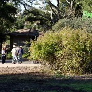 New oaks arrive at SBBG, Meadow Oaks 