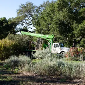 New oaks arrive at SBBG, Meadow Oaks 