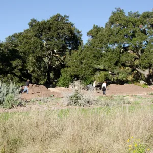 New oaks (Coastal Live Oak) arrive at SBBG, Meadow Oaks 