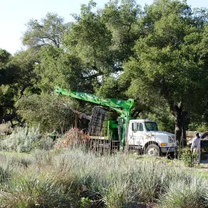New oaks (Coastal Live Oak) arrive at SBBG, Meadow Oaks 
