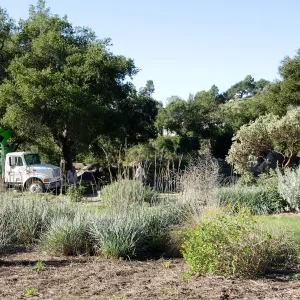 New oaks (Coastal Live Oak) arrive at SBBG, Meadow Oaks 