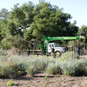 New oaks (Coastal Live Oak) arrive at SBBG, Meadow Oaks 