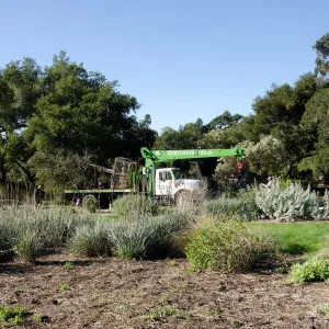 New oaks (Coastal Live Oak) arrive at SBBG, Meadow Oaks 