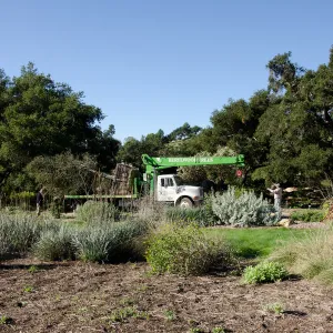 New oaks (Coastal Live Oak) arrive at SBBG, Meadow Oaks 