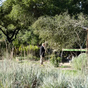 New oaks (Coastal Live Oak) arrive at SBBG, Meadow Oaks 