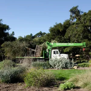 New oaks (Coastal Live Oak) arrive at SBBG, Meadow Oaks 