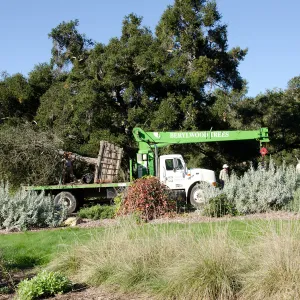 New oaks (Coastal Live Oak) arrive at SBBG, Meadow Oaks 