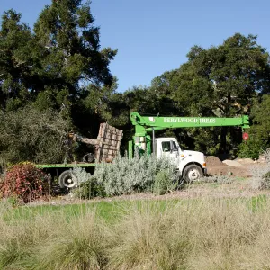 New oaks (Coastal Live Oak) arrive at SBBG, Meadow Oaks 