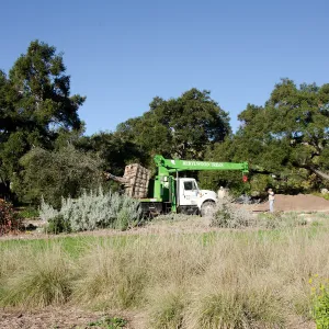 New oaks (Coastal Live Oak) arrive at SBBG, Meadow Oaks 