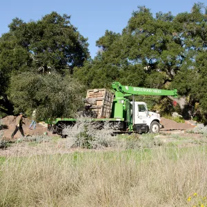 New oaks (Coastal Live Oak) arrive at SBBG, Meadow Oaks 