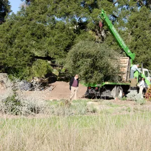 New oaks (Coastal Live Oak) arrive at SBBG, Meadow Oaks 