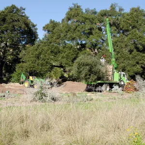New oaks (Coastal Live Oak) arrive at SBBG, Meadow Oaks 