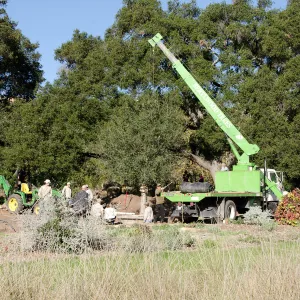 New oaks (Coastal Live Oak) arrive at SBBG, Meadow Oaks 