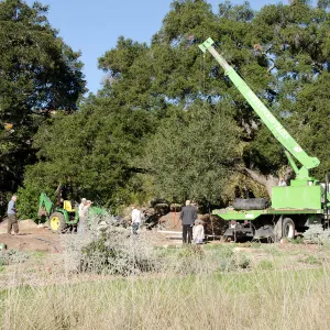 New oaks (Coastal Live Oak) arrive at SBBG, Meadow Oaks 