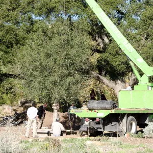 New oaks (Coastal Live Oak) arrive at SBBG, Meadow Oaks 