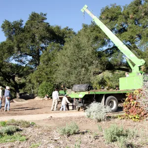 New oaks (Coastal Live Oak) arrive at SBBG, Meadow Oaks 