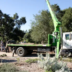 New oaks (Coastal Live Oak) arrive at SBBG, Meadow Oaks 