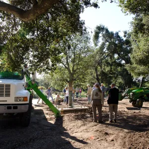New oaks (Coastal Live Oak) arrive at SBBG, Meadow Oaks 