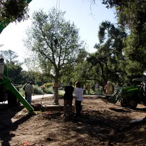 New oaks arrive at SBBG, Meadow Oaks 
