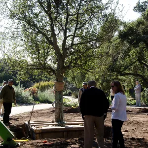New oaks (Coastal Live Oak) arrive at SBBG, Meadow Oaks 