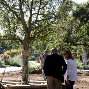 New oaks (Coastal Live Oak)arrive at SBBG, Meadow Oaks 