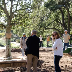 New oaks (Coastal Live Oak) arrive at SBBG, Meadow Oaks 