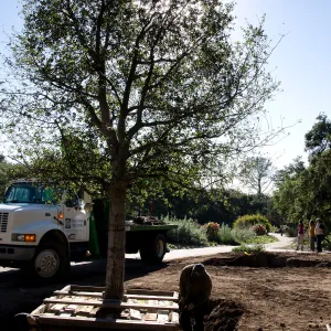 New oaks arrive at SBBG, Meadow Oaks 