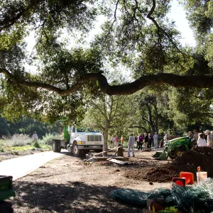 New oaks arrive at SBBG, Meadow Oaks 