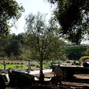 New oaks (Coastal Live Oak) arrive at SBBG, Meadow Oaks 