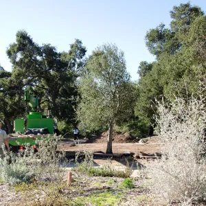 New oaks (Coastal Live Oak) arrive at SBBG, Meadow Oaks 
