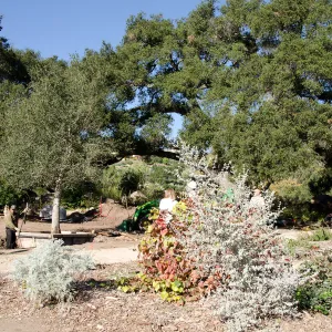 New oaks arrive at SBBG, Meadow Oaks 